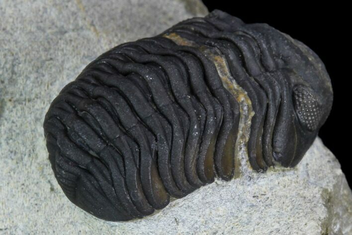 Acastoides Trilobite - Foum Zguid, Morocco #126999